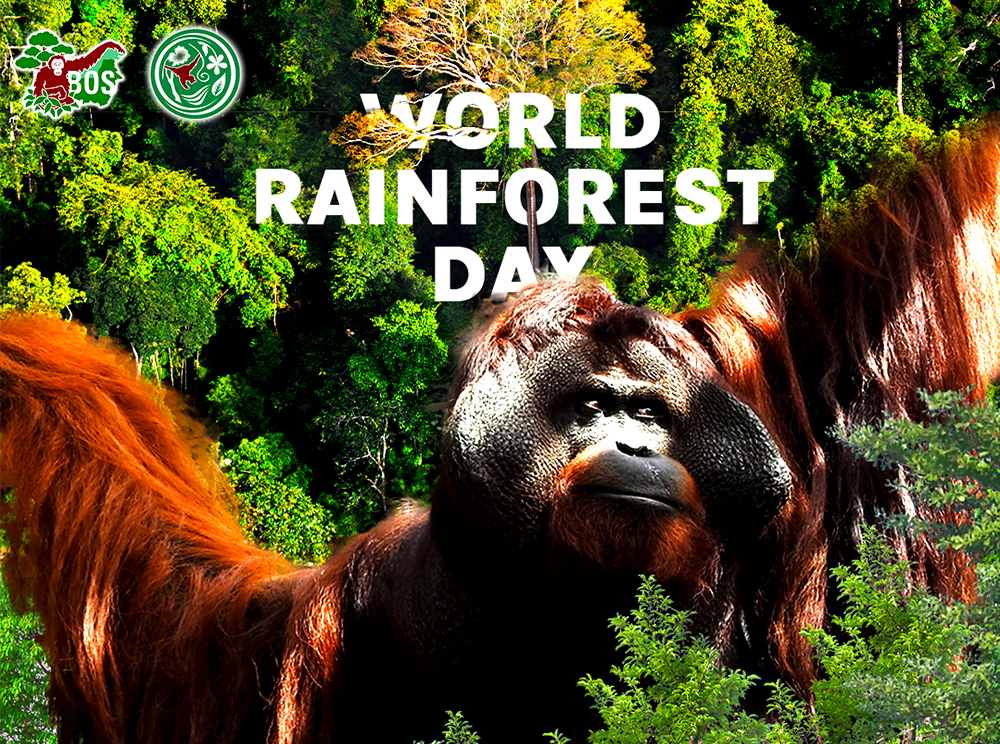 WORLD RAINFOREST DAY: ONE KEHJE SEWEN FOREST