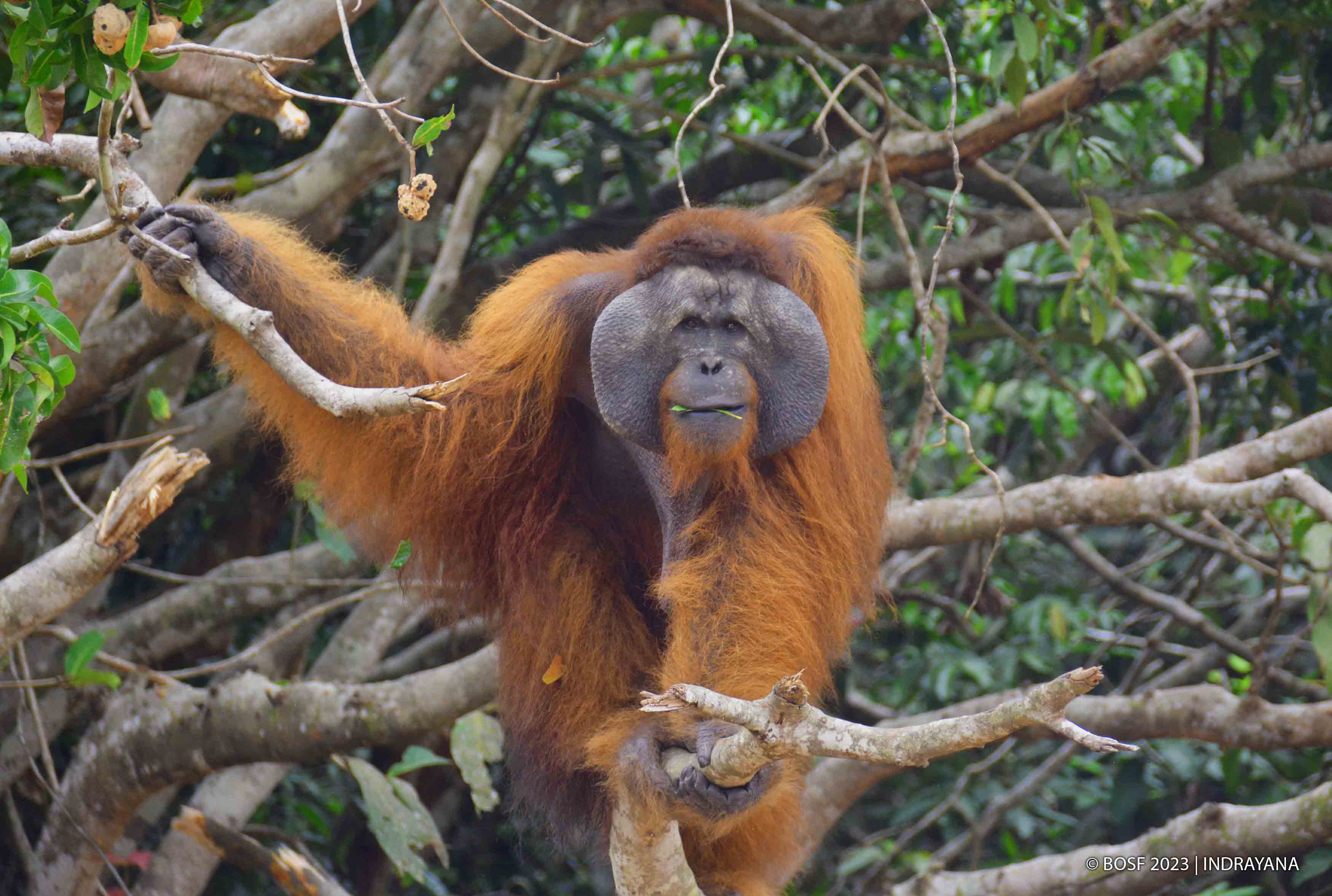 HOW DO ORANGUTANS 'TALK'?