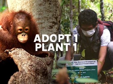 1 Adopted 1 Tree Planted