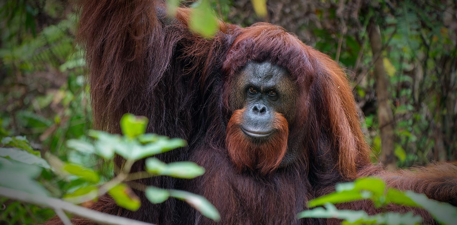 Borneo Orangutan Survival Foundation