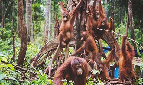 Borneo Orangutan Survival Borneo Orangutan Survival Foundation XVYP