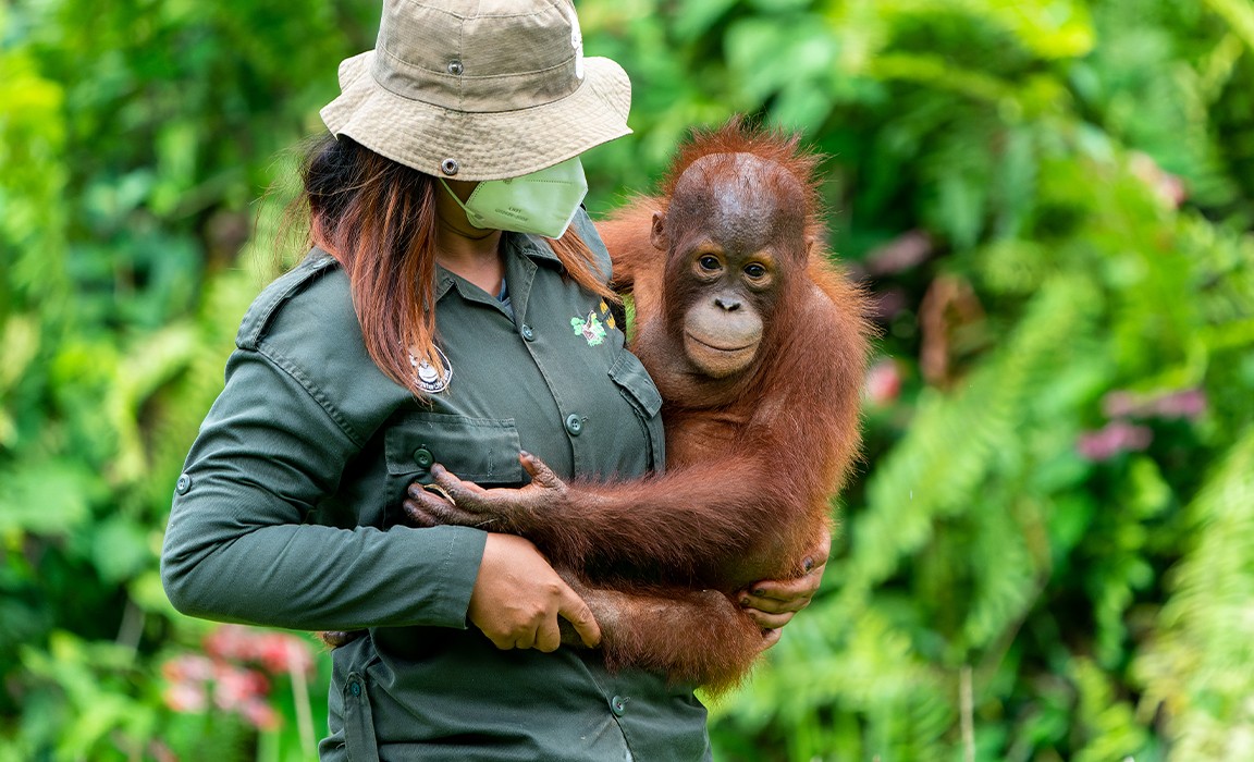 Borneo Orangutan Survival Borneo Orangutan Survival Foundation XVYP
