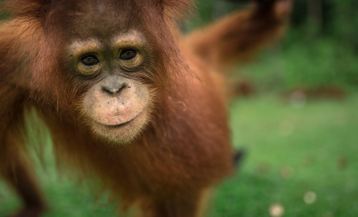 Borneo Orangutan Survival Foundation: BOSF