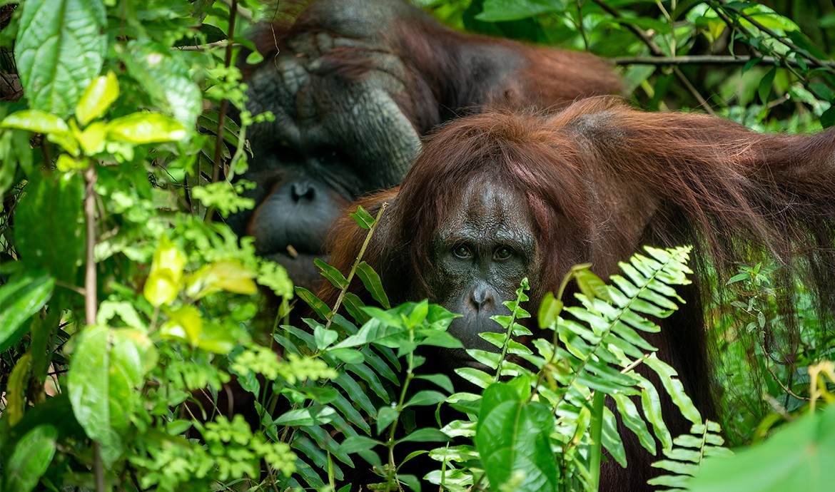 Orangutan Habitat