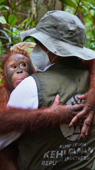 Borneo Orangutan Survival Foundation: BOSF