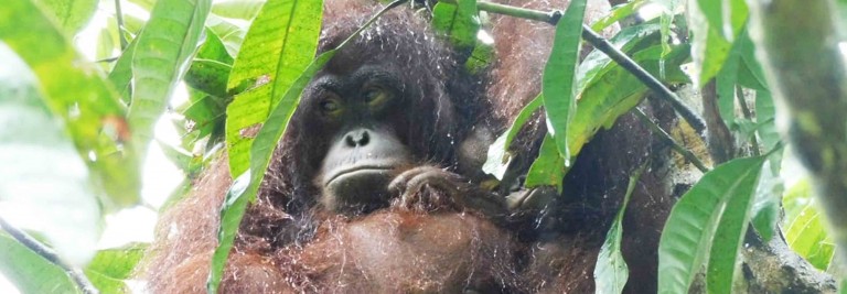 SAYANG, AN EXCEPTIONAL MOTHER