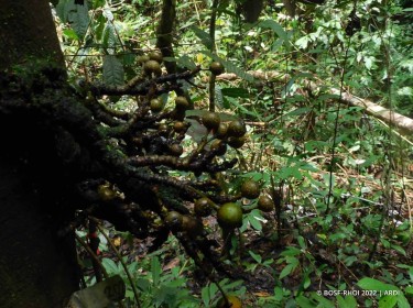 FICUS RACEMOSA: COMMON, BUT STILL SPECIAL