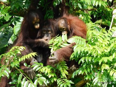 HOW TO MAKE BABY ORANGUTANS 101