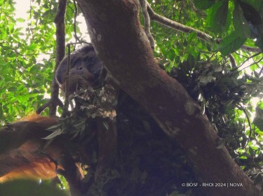 ORANGUTAN NEST visual data 2