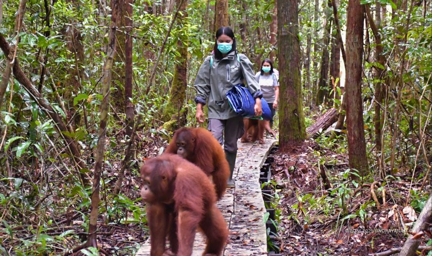 HOW DO ORANGUTANS TALK 