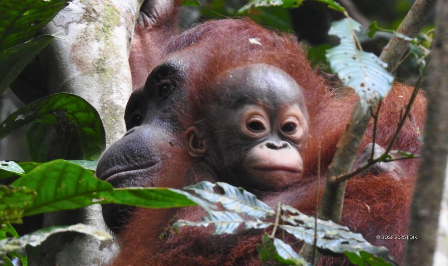 Borneo Orangutan Survival Foundation
