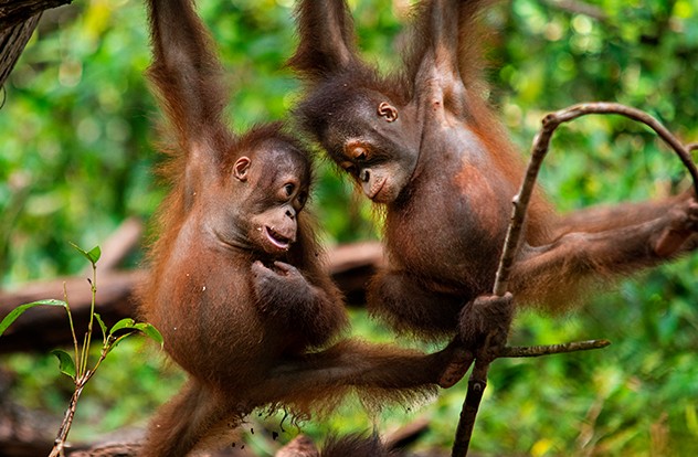 Borneo Orangutan Survival Foundation